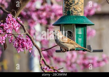 Ein Hausparrow (Passer domestcus), der sich in einem blühenden Rotbudenbaum ernährt. Stockfoto