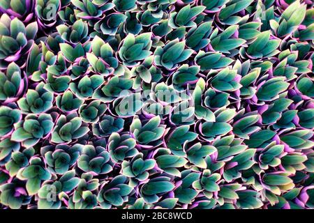 Wunderschönes Blumenmuster aus grünen und violetten Blättern, Draufsicht, flacher Lay. Stockfoto