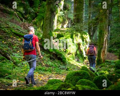 Wandern auf dem zweiten Talweg, Teichschlucht zwischen Gütenbach und Wildgutach Stockfoto