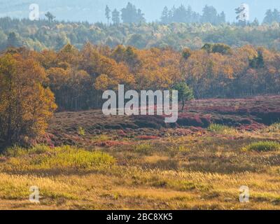 Europa, Deutschland, Hessen, UNESCO-Biosphärenreservat Rhön, Naturschutzgebiet Rotes Moore bei Gersfeld, ehemaliges Torfabbaugebiet, renaturiert Stockfoto