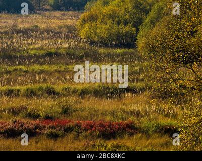 Europa, Deutschland, Hessen, UNESCO-Biosphärenreservat Rhön, Naturschutzgebiet Rotes Moor bei Gersfeld, Mooskissen und herbstliche Heidelbeersträucher Stockfoto