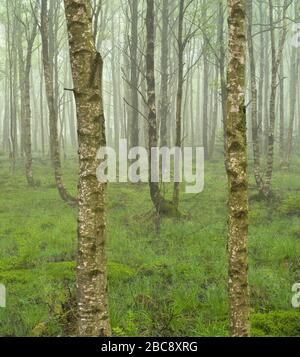 Europa, Deutschland, Bayern, UNESCO-Biosphärenreservat Rhön, Naturschutzgebiet Schwarzes Moor bei Fladungen, Birkenwald im Nebel, Frühling Stockfoto