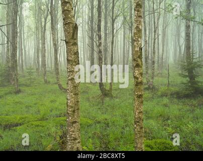 Europa, Deutschland, Bayern, UNESCO-Biosphärenreservat Rhön, Naturschutzgebiet Schwarzes Moor bei Fladungen, Birkenwald im Nebel, Frühling Stockfoto