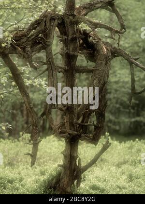 Europa, Deutschland, Hessen, UNESCO-Biosphärenreservat Rhön, Naturschutzgebiet Rotes Moore bei Gersfeld, Skelett einer Moorkiefer Stockfoto