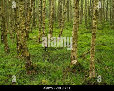 Europa, Deutschland, Bayern, UNESCO-Biosphärenreservat Rhön, Naturschutzgebiet Schwarzes Moor bei Fladungen, Birkenwald im Nebel, Frühling Stockfoto