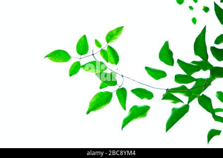 Zarte ornamentale, frische grüne Blätter mit Blumendetail auf weißem Hintergrund. Stockfoto