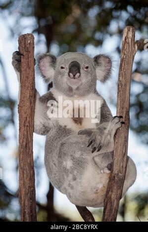 Koala (Phascolarctos Cinereous) ruht auf Ästchen, Brisbane, Queensland, Australien Stockfoto