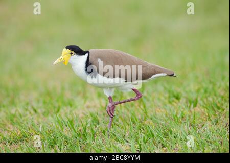 Maskiertes Lapwing (Vanellus Miles), Brisbane, Queensland, Australien Stockfoto