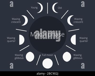 Mondphasen. Der ganze Zyklus vom Neumond bis zum Vollmond. Vektorgrafiken Stock Vektor