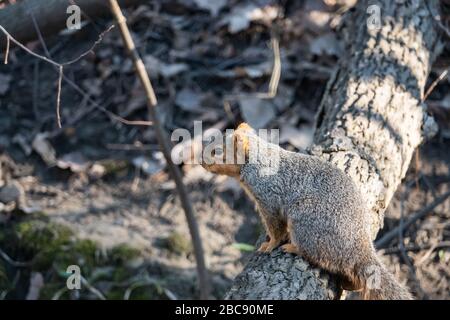 Fox Squirrel auf Log in Springtime Stockfoto
