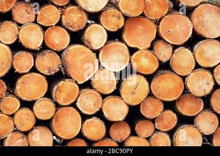 Holzstapel: Gestapelte Holzstämme aus einem Forstbetrieb, West Lothian, Schottland. Stockfoto
