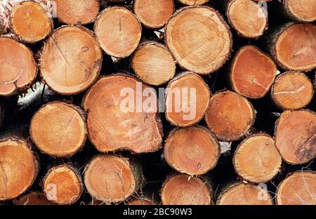 Holzstapel: Gestapelte Holzstämme aus einem Forstbetrieb, West Lothian, Schottland. Stockfoto