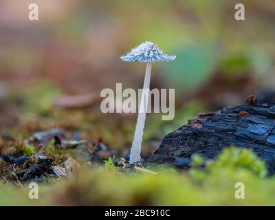 Hare'sfoot Inkcap Pilze, Coprinopsis lagopus Stockfoto