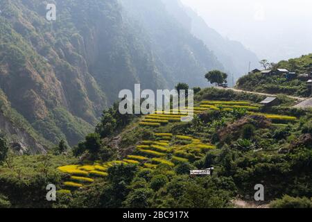 Reisfelder in Nepal auf dem Manaslu Circuit Stockfoto