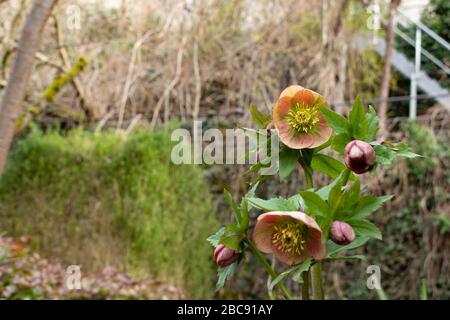 Gruppe der rosa blühenden Blumen des helleborus orientalis, auch lenten Rose oder Orientalische Nieswurz genannt Stockfoto