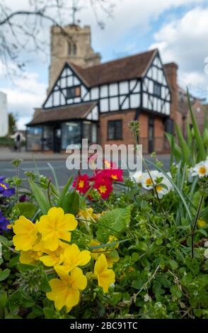 Pinner Parish Church in the High Street, Pinner, Middlesex UK, mit einem davor liegenden Tudor-Gebäude aus Fachwerk. Primula blüht im Vordergrund. Stockfoto