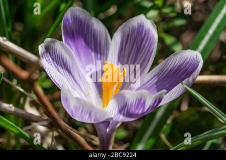 Crocus blüht im Frühling in Bloom Stockfoto