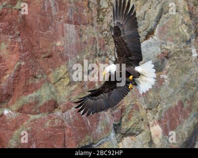 Glatze Eagle Adult Flying Red Cliff im Hintergrund Stockfoto