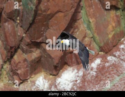 Glatze Eagle Adult Flying Red Cliff im Hintergrund Stockfoto