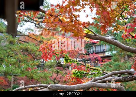 Roter japanischer Ahorn-Baum im Herbst Stockfoto