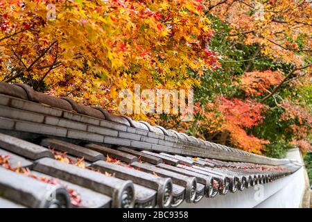 Herbstblätter fallen auf den Zaun im Garten Stockfoto