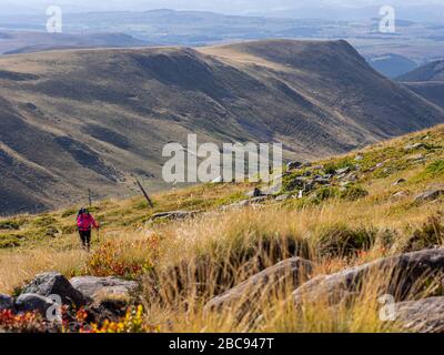 Trekking in Cantal, Vulkanberge in Frankreich, Wanderer auf dem Bergweg bei Plomb du Cantal (5 m), Departement Cantal, Auvergne-<unk> ône-Alpen, Frankreich Stockfoto