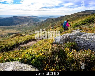 Trekking in Cantal, Vulkanberge in Frankreich, Wanderer auf dem Bergweg bei Plomb du Cantal (5 m), Departement Cantal, Auvergne-<unk> ône-Alpen, Frankreich Stockfoto