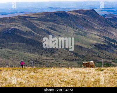 Trekking in Cantal, Vulkanberge in Frankreich, Wanderer auf dem Bergweg bei Plomb du Cantal (5 m), Departement Cantal, Auvergne-<unk> ône-Alpen, Frankreich Stockfoto