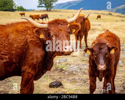 Die Salers brüten auf der Alm im Cantal, Zentralmassiv, in der Nähe von Thiézac, Kantalministerium, in der Auvergne, Frankreich Stockfoto