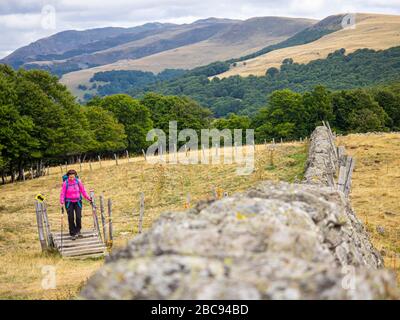 Trekking in Cantal, Vulkanberge in Frankreich, Bergpfad in der Nähe von Thiézac, Cantal, Auvergne, Frankreich Stockfoto