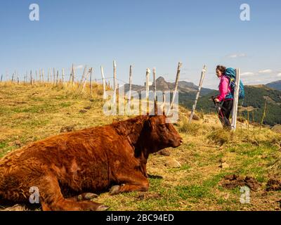 Trekking in den Kantalen, Vulkanbergen in Frankreich in der Nähe von Mandailles. Im Hintergrund der Puy Griou Stockfoto