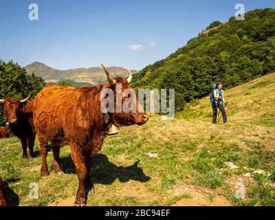 Trekking in den Kantalen, Vulkanbergen in Frankreich in der Nähe von Mandailles. Im Hintergrund die Puy Mary, rechts die Brèche de Rolland. Stockfoto