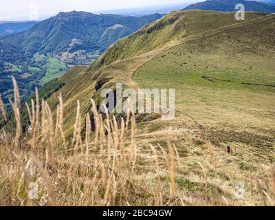 Trekking im Cantal auf dem GR 400, vulkanische Berge in Frankreich, Aufstieg von Mandailles in Richtung Puy Chavaroche. Stockfoto