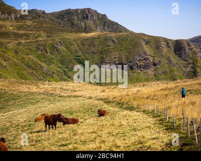 Trekking im Cantal auf dem GR 400, vulkanische Berge in Frankreich, Aufstieg von Mandailles in Richtung Puy Chavaroche. Stockfoto