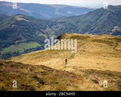 Trekking im Cantal auf dem GR 400, vulkanische Berge in Frankreich, Aufstieg von Mandailles in Richtung Puy Chavaroche. Stockfoto