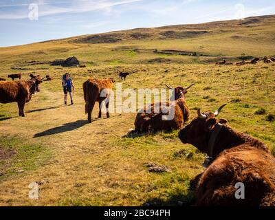 Trekking in den Kantalen, Vulkanbergen in Frankreich. Wanderer auf dem GR 400 am Pass Le Luchard. Stockfoto