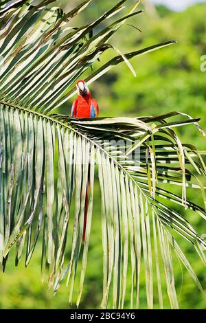 Aras (Ara macao) hocken auf einem Baum, Corcovado Nationalpark, Halbinsel Osa, Costa Rica Stockfoto