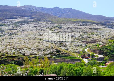 Kirschblüte in Jerte Tal, Cerezos en flor Valle del Jerte. Cherry Blossom Blumen blühen. Stockfoto