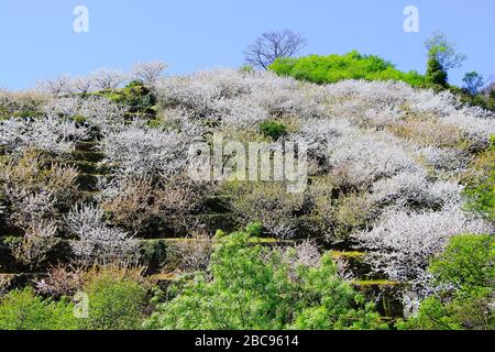 Kirschblüte in Jerte Tal, Cerezos en flor Valle del Jerte. Cherry Blossom Blumen blühen. Stockfoto