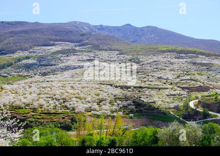 Kirschblüte in Jerte Tal, Cerezos en flor Valle del Jerte. Cherry Blossom Blumen blühen. Stockfoto