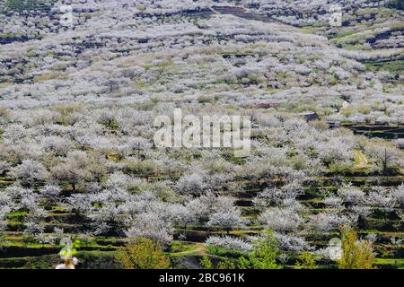 Kirschblüte in Jerte Tal, Cerezos en flor Valle del Jerte. Cherry Blossom Blumen blühen. Stockfoto