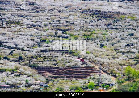 Kirschblüte in Jerte Tal, Cerezos en flor Valle del Jerte. Cherry Blossom Blumen blühen. Stockfoto