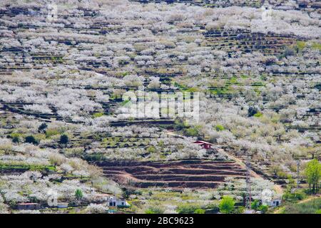 Kirschblüte in Jerte Tal, Cerezos en flor Valle del Jerte. Cherry Blossom Blumen blühen. Stockfoto