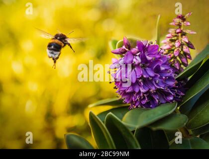 Purpurne Strauchblüte, die eine fliegende Hummelbiene gegen einen gelben Pflanzenhintergrund anzieht. Auf der Biene gibt es leichte Bewegungsunschärfe. Stockfoto