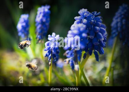 Zwei Bienen fliegen in der Nähe von Traubenhyazinths im Frühling Sonnenschein Stockfoto