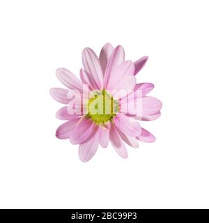 Rosa Chrysanthemum oder Gänseblümchen isoliert auf weißem Grund. Nahaufnahme des Makros. Stockfoto