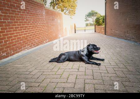 Ein Staffordshire Bull Terrier Hund liegt in einer ummauerten, mit einem Gatter versehenen Einfahrt. Stockfoto