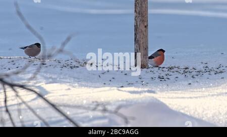 Ein paar eurasische Stierhinken (Pyrrhula pyrrhula) mit vielen Sonnenblumensamen. Stockfoto