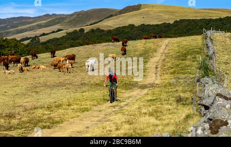 Mountainbikers auf dem Einzelweg GR 400 bei Puy Gros, Abstieg über Almen mit Salers Rindern in Richtung Thièzac an der alten Römerstraße. Ancie Stockfoto