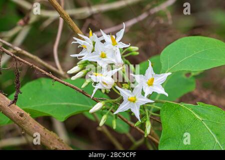 Türkeibeere (Solanum torvum) weiße Blumen in der Nähe - Davie, Florida, USA Stockfoto